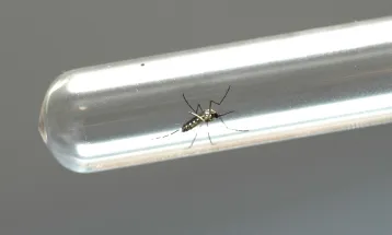 Casos de dengue despencam no Paraná, mas autoridades alertam para cuidados contínuos