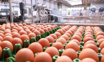 202 milhões de dúzias: produção de ovos para consumo cresce 5,7% no Paraná em 2024