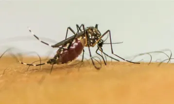 Brasil ultrapassa 1 milhão de casos prováveis de dengue em 2025