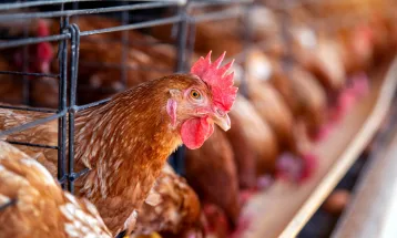 Gripe aviária: Brasil confirma dois focos e investiga seis casos