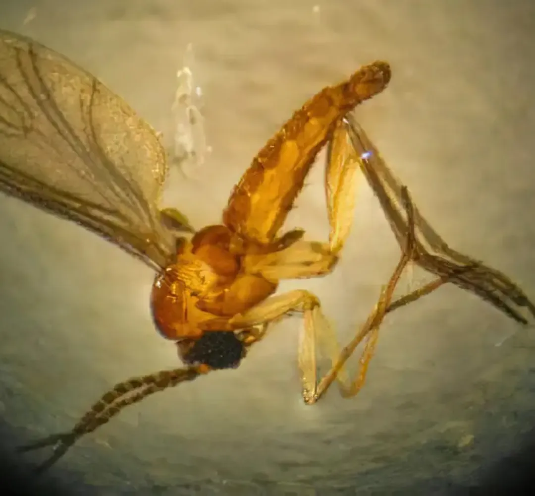 Mosquito da Febre do Oropouche