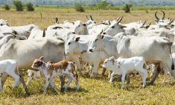 Vacinação contra raiva em herbívoros passa a ser obrigatória em 30 municípios do Paraná