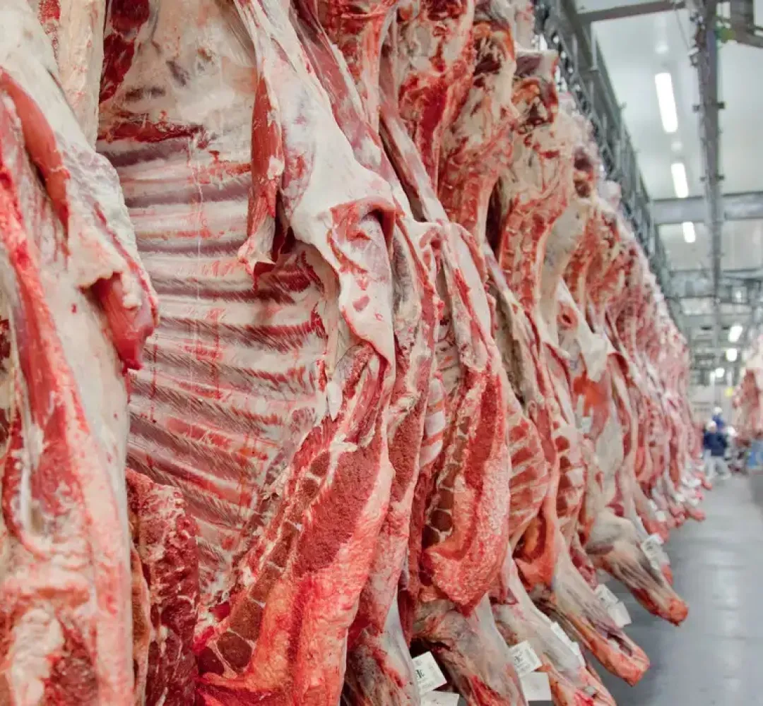 carne bovina