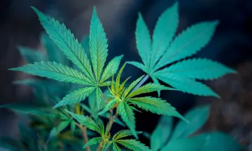 STJ define que ações sobre produtos à base de cannabis devem tramitar na Justiça estadual