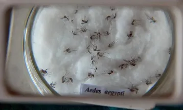 Cientistas criam nova nomenclatura global para o vírus da dengue