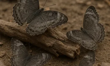 Borboletas cinzas