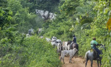 Vaqueiro contratado pelo Ibama é morto em terra indígena no Pará
