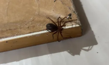 Prevenção: Saúde alerta para cuidados com aranhas no verão