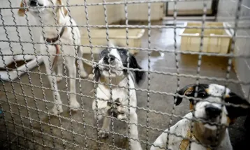 Proteção aos pets