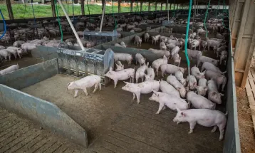 Produtor de suínos recebe 11% menos do que gasta para produzir no Paraná