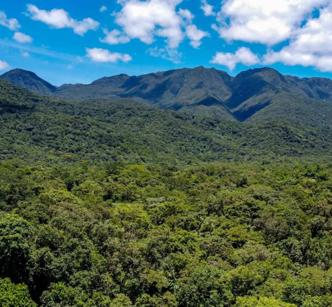 Mata Atlântica - Paraná